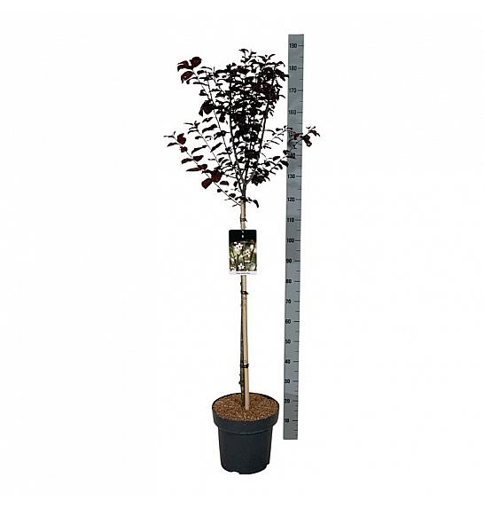 Prunus cerasifera Nigra C15 Lit. Na steblu 90 cm