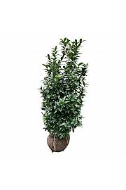 Prunus laurocerasus Bonaparte PBR bala 150-175 cm extra