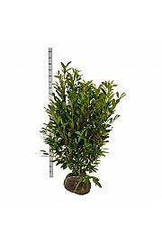 Prunus laurocerasus Caucasica bala 125-150 cm extra