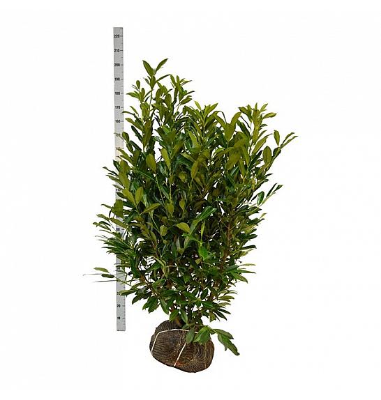 Prunus laurocerasus Caucasica bala 125-150 cm extra