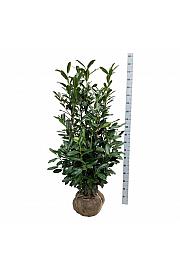 Prunus laurocerasus Elly bala 125-150 cm