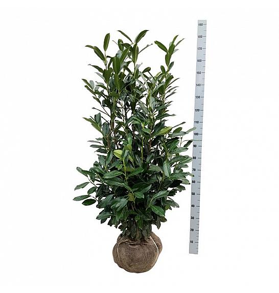 Prunus laurocerasus Elly bala 125-150 cm
