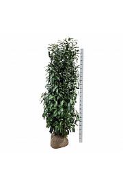 Prunus laurocerasus Etna C30 Lit. Na steblu 120 cm
