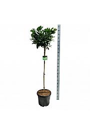 Prunus laurocerasus Etna C30 Lit. Na steblu 120 cm
