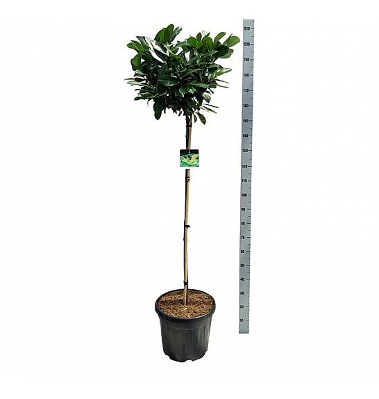Prunus laurocerasus Etna C30 Lit. Na steblu 120 cm