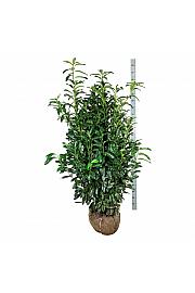 Prunus laurocerasus Genolia ® bala 150-175 cm extra
