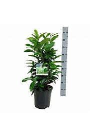 Prunus laurocerasus Genolia ® C7 Lit. 50-60 cm