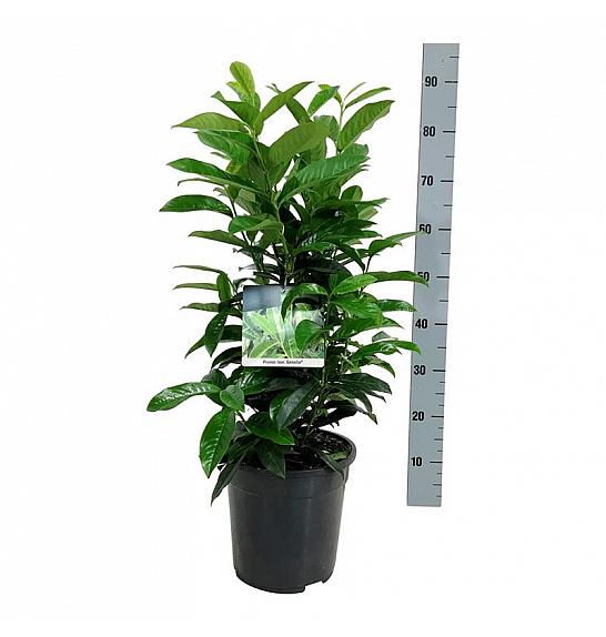 Prunus laurocerasus Genolia ® C7 Lit. 50-60 cm
