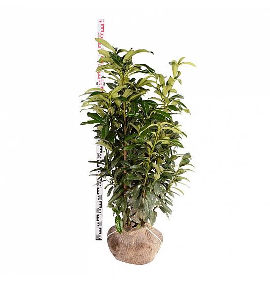 Prunus laurocerasus Genolia ® bala 80-100 cm extra