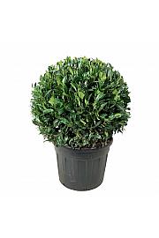 Prunus laurocerasus Herbergii C90 Lit. 80-90 cm; Krogla extra