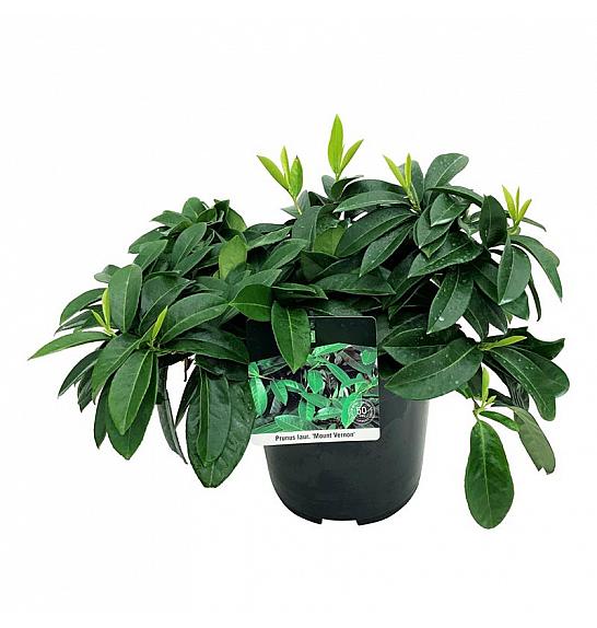 Prunus laurocerasus Mount Vernon C7 Lit. 40-60 cm
