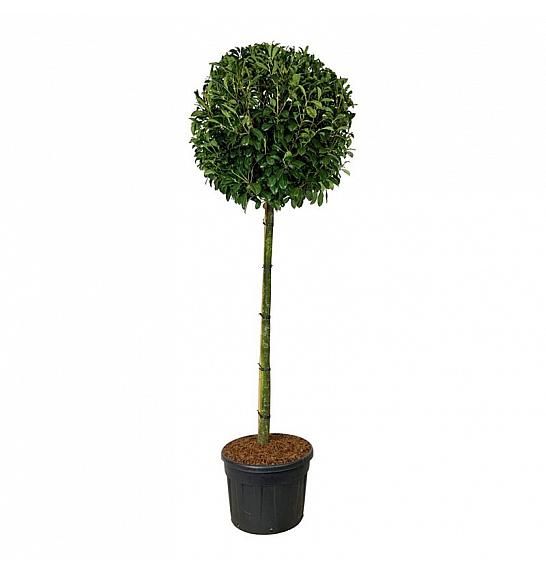 Prunus laurocerasus Novita C130 Lit. Na steblu 180 cm extra
