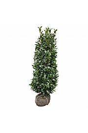 Prunus laurocerasus Obelisk bala 125-150 cm extra