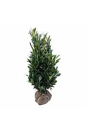 Prunus laurocerasus Renault Ace ® bala 125-150 cm