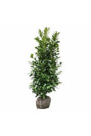 Prunus laurocerasus Rotundifolia bala 150-175 cm extra