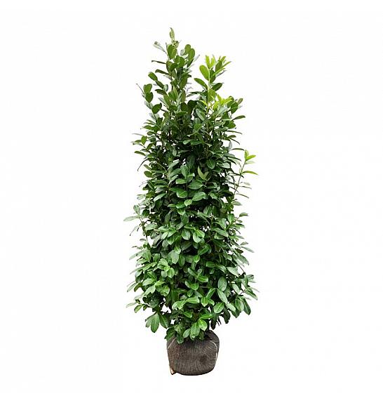 Prunus laurocerasus Rotundifolia bala 175-200 cm extra