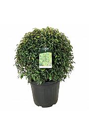 Prunus lusitanica Angustifolia C55 Lit. 70-80 cm; Krogla extra