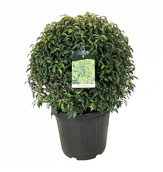 Prunus lusitanica Angustifolia C55 Lit. 70-80 cm; Krogla extra