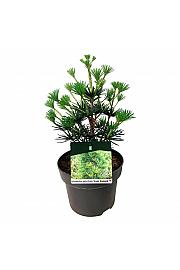 Sciadopitys verticillata Green Diamond C4 Lit. 30-40 cm