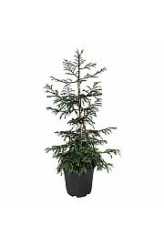 Sequoia sempervirens Cantab C30 Lit. 100-125 cm extra