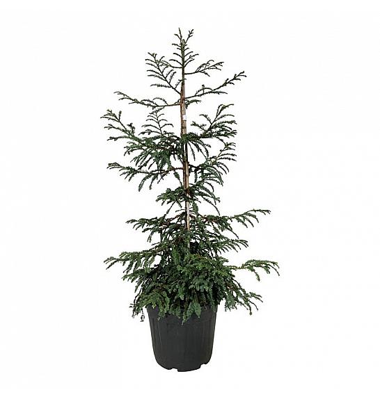 Sequoia sempervirens Cantab C30 Lit. 100-125 cm extra