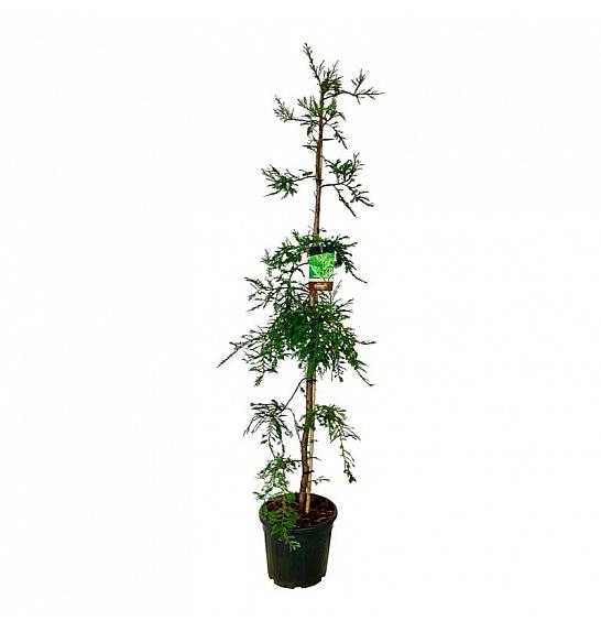 Sequoia sempervirens Illa Martin C30 Lit. 175-200 cm extra