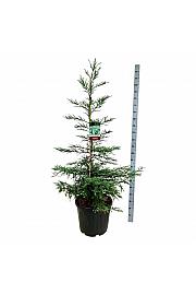 Sequoia sempervirens Steel Blue C55 Lit. 150-175 cm extra