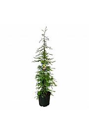 Sequoia sempervirens Silver Ghost C55 Lit. 150-175 cm extra