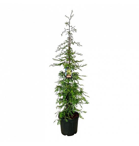 Sequoia sempervirens Silver Ghost C55 Lit. 150-175 cm extra