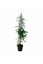 Sequoia sempervirens Winter Blue C30 Lit. 175-200 cm extra