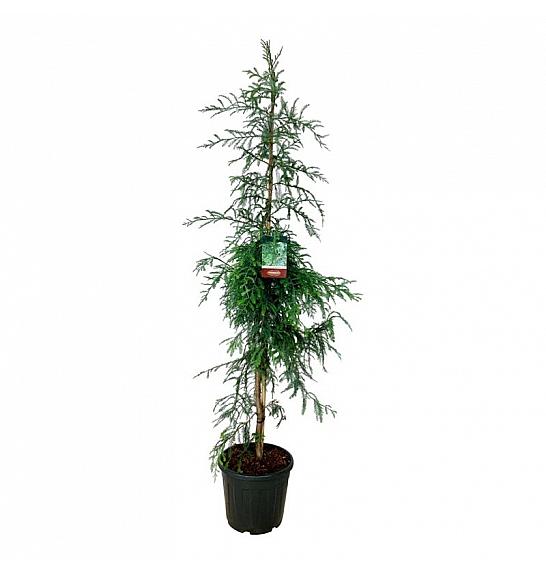 Sequoia sempervirens Winter Blue C30 Lit. 175-200 cm extra