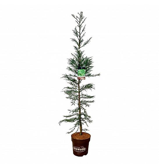 Sequoia sempervirens Xeno C15 Lit. 175-200 cm