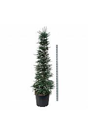 Sequoia sempervirens Xeno C90 Lit. 200-225 cm extra