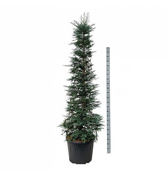 Sequoia sempervirens Xeno C90 Lit. 200-225 cm extra