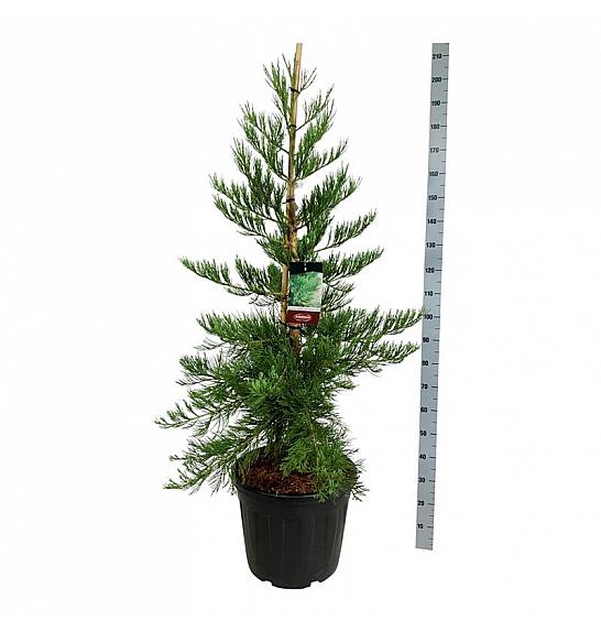 Sequoiadendron giganteum Healthy Mammoth Three C55 Lit. 125-150 cm extra