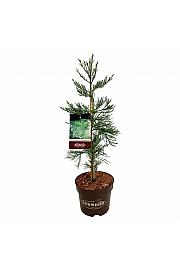Sequoiadendron giganteum Healthy Mammoth Three C7,5 Lit. 60-80 cm