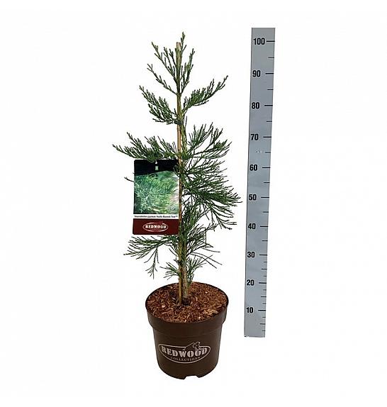 Sequoiadendron giganteum Healthy Mammoth Three C7,5 Lit. 60-80 cm