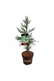 Sequoiadendron giganteum Healthy Mammoth One C7,5 Lit. 60-80 cm