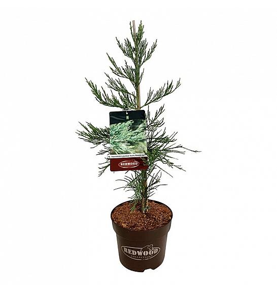 Sequoiadendron giganteum Healthy Mammoth One C7,5 Lit. 60-80 cm