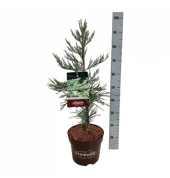 Sequoiadendron giganteum Healthy Mammoth One C7,5 Lit. 60-80 cm