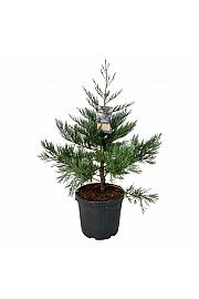 Sequoiadendron giganteum Healthy Mammoth One C55 Lit. 80-100 cm extra