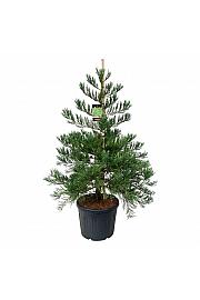 Sequoiadendron giganteum Healthy Mammoth Two C90 Lit. 150-175 cm extra