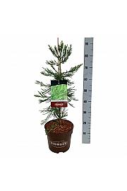 Sequoiadendron giganteum Healthy Mammoth Two C7,5 Lit. 60-80 cm