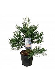 Sequoiadendron giganteum Healthy Mammoth Two C30 Lit. 80-100 cm extra
