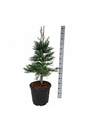 Sequoiadendron giganteum Glaucum C30 Lit. 80-100 cm extra