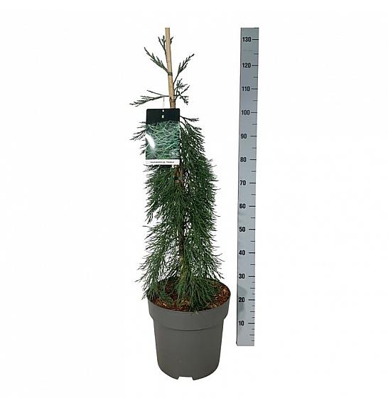 Sequoiadendron giganteum Pendulum C15 Lit. 80-100 cm