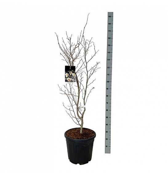 Stewartia pseudocamellia C30 Lit. 100-125 cm extra