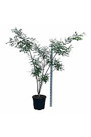 Styphnolobium japonicum C55 Lit. 175-200 cm extra