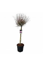 Syringa BLOOMERANG® Dark Purple C30 Lit. Na steblu 90 cm