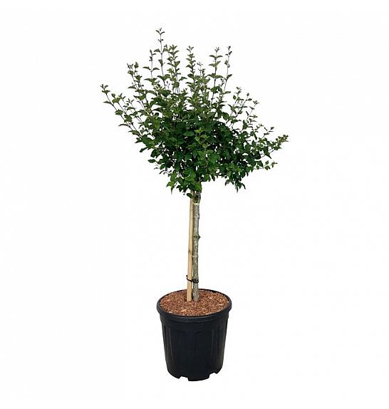 Syringa BLOOMERANG® Pink Perfume C15 Lit. Na steblu 60 cm